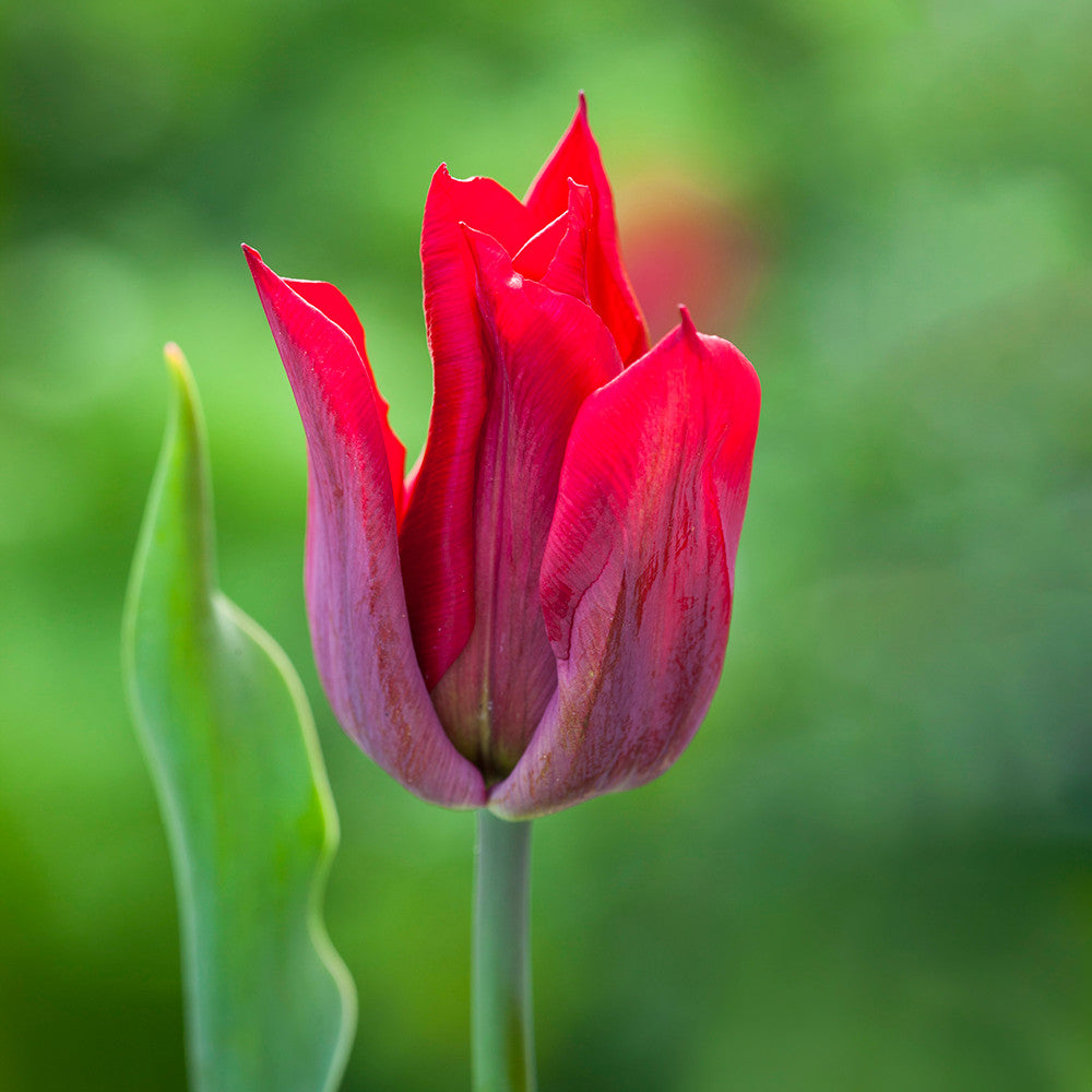 Tulip 'Lasting Love'