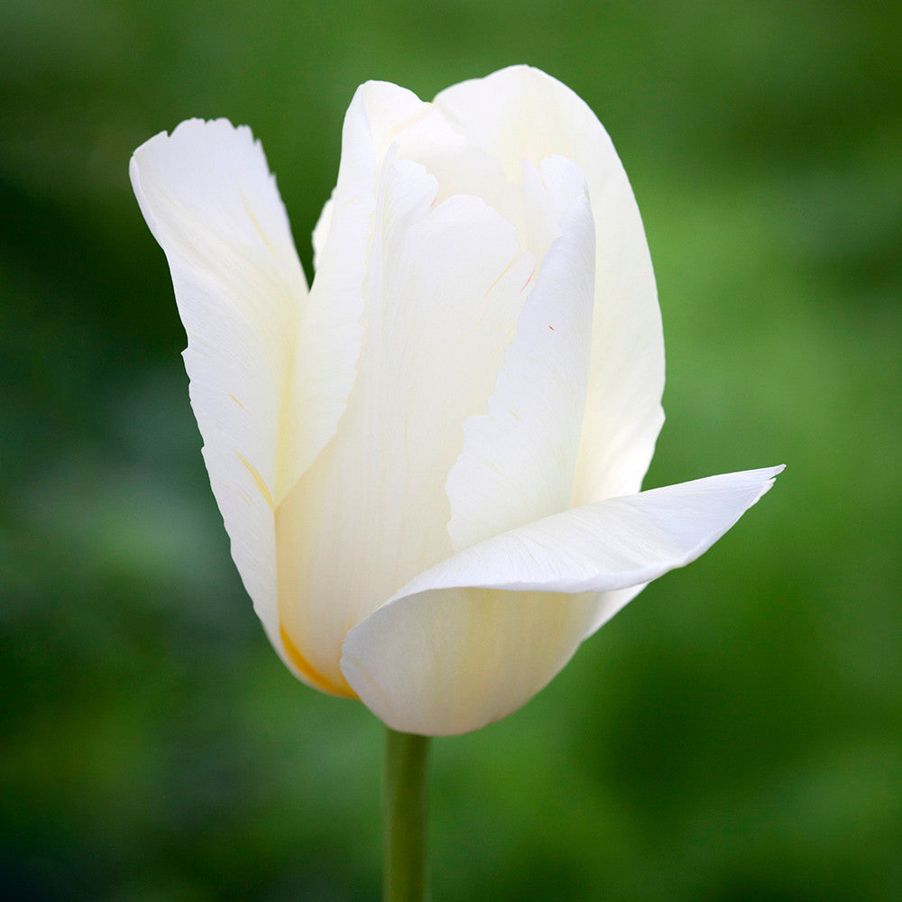 Tulip 'Francoise'