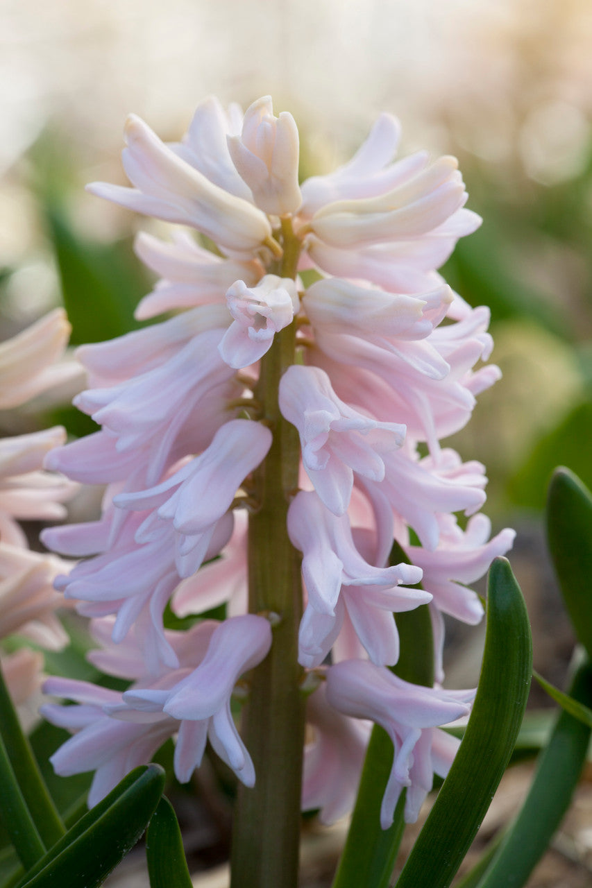 Hyacinthus orientalis 'China Pink'