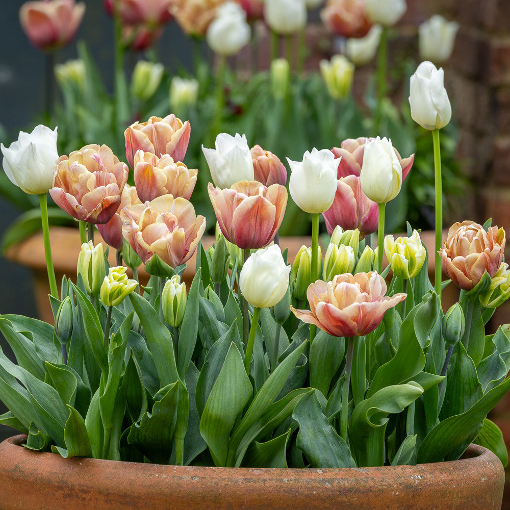 Tapestry Tulip Collection