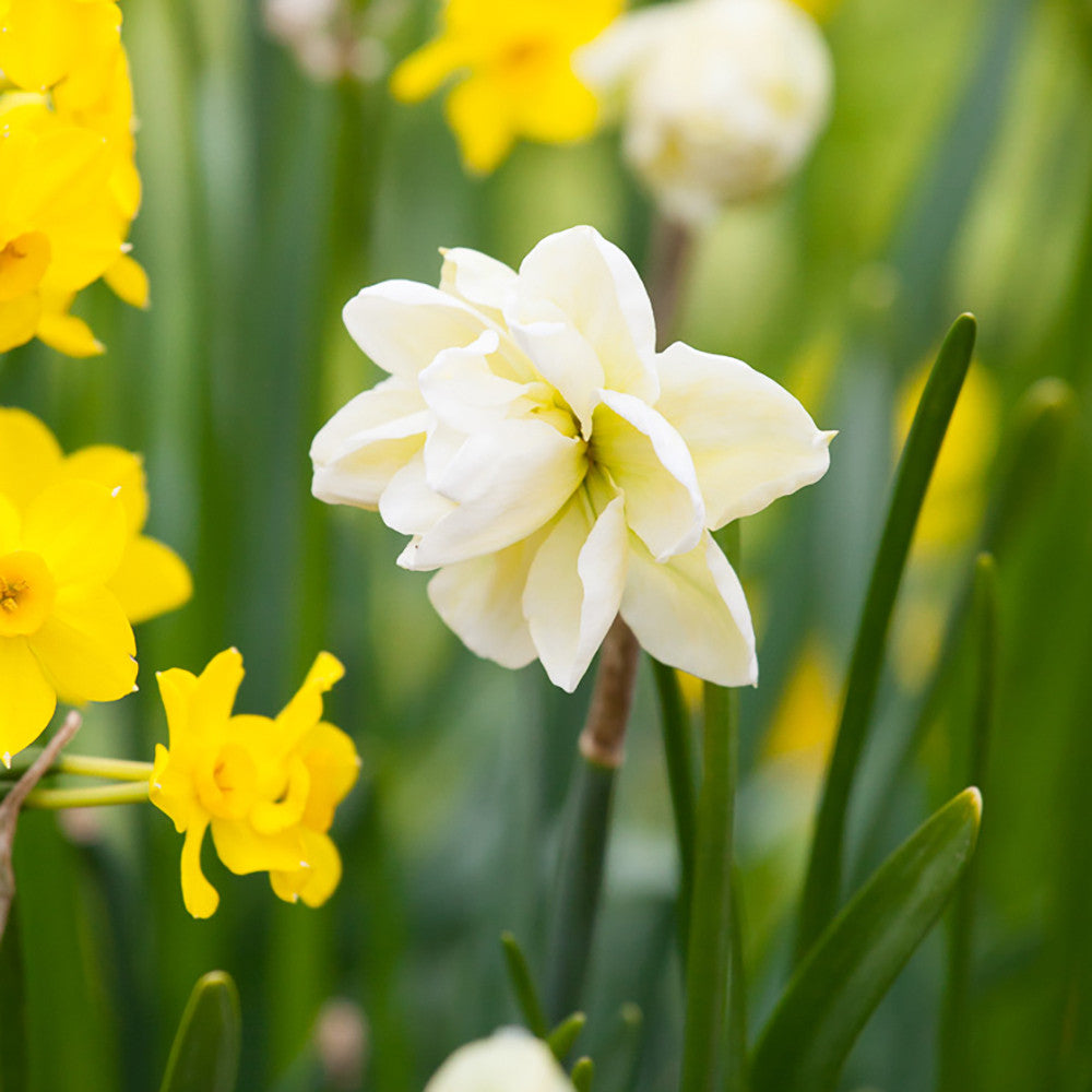 Narcissus 'Rose of May'