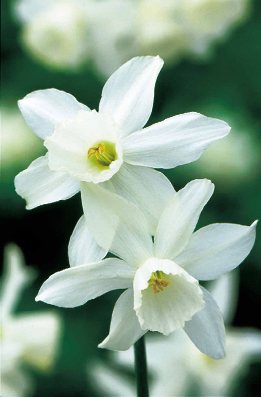Narcissus 'Thalia'