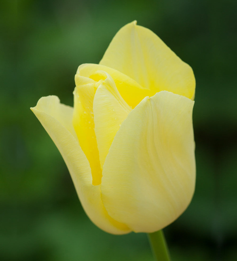 Tulip 'World Friendship'