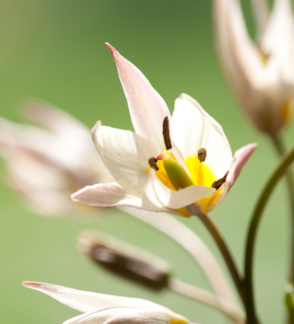 Tulip turkestanica