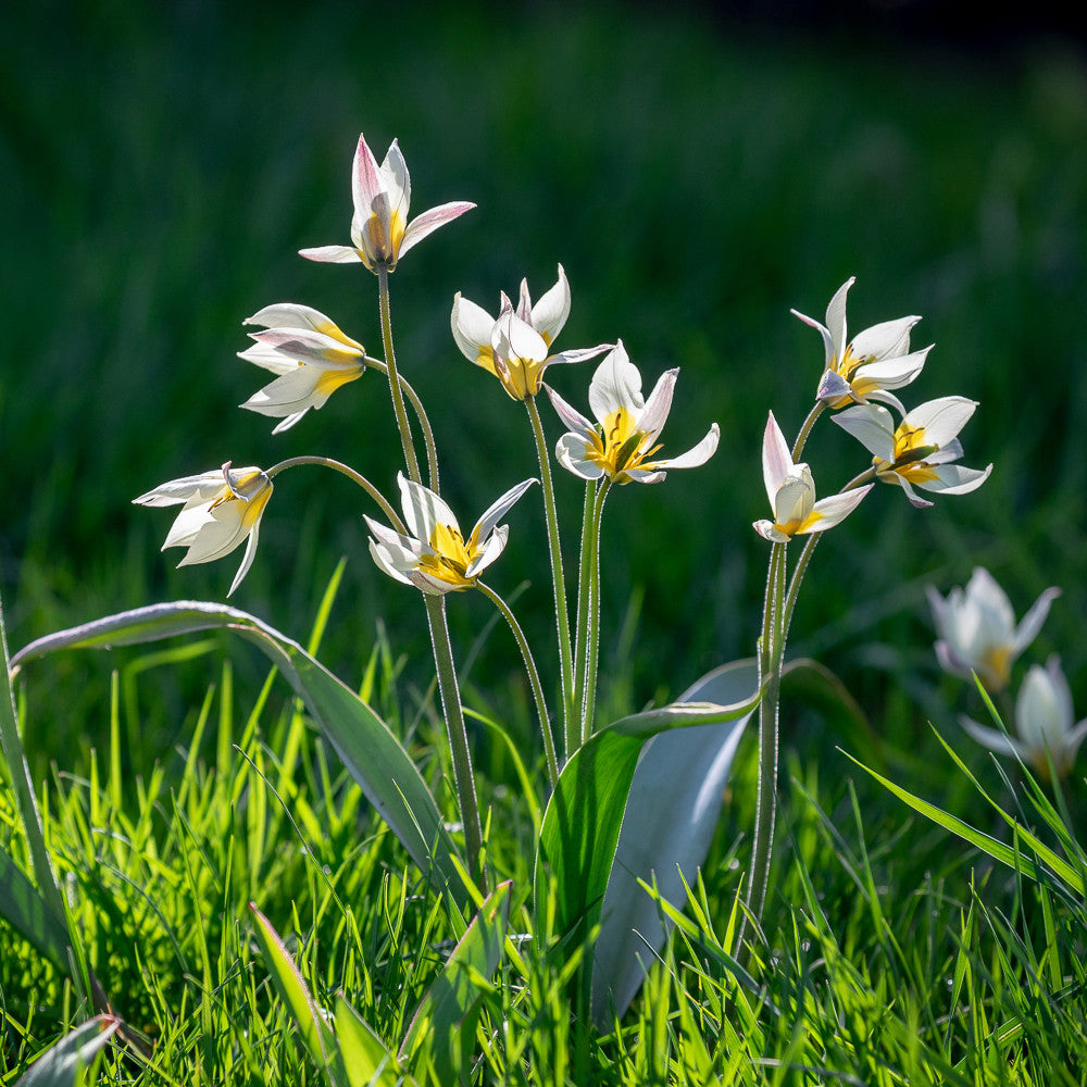 Tulip turkestanica