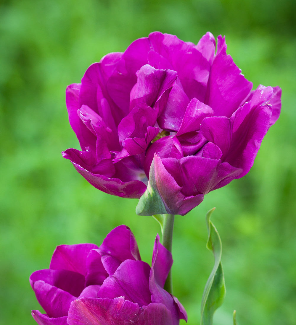 Tulip 'Royal Acres'
