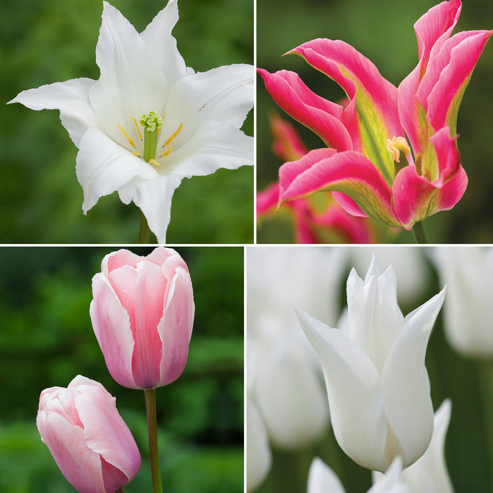 Tulips for Two Months Mix