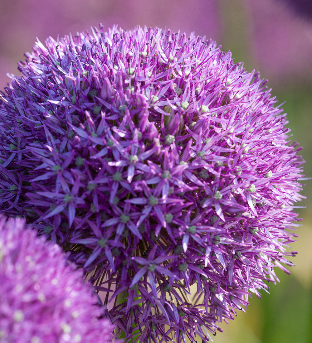 Allium 'Lucy Ball'
