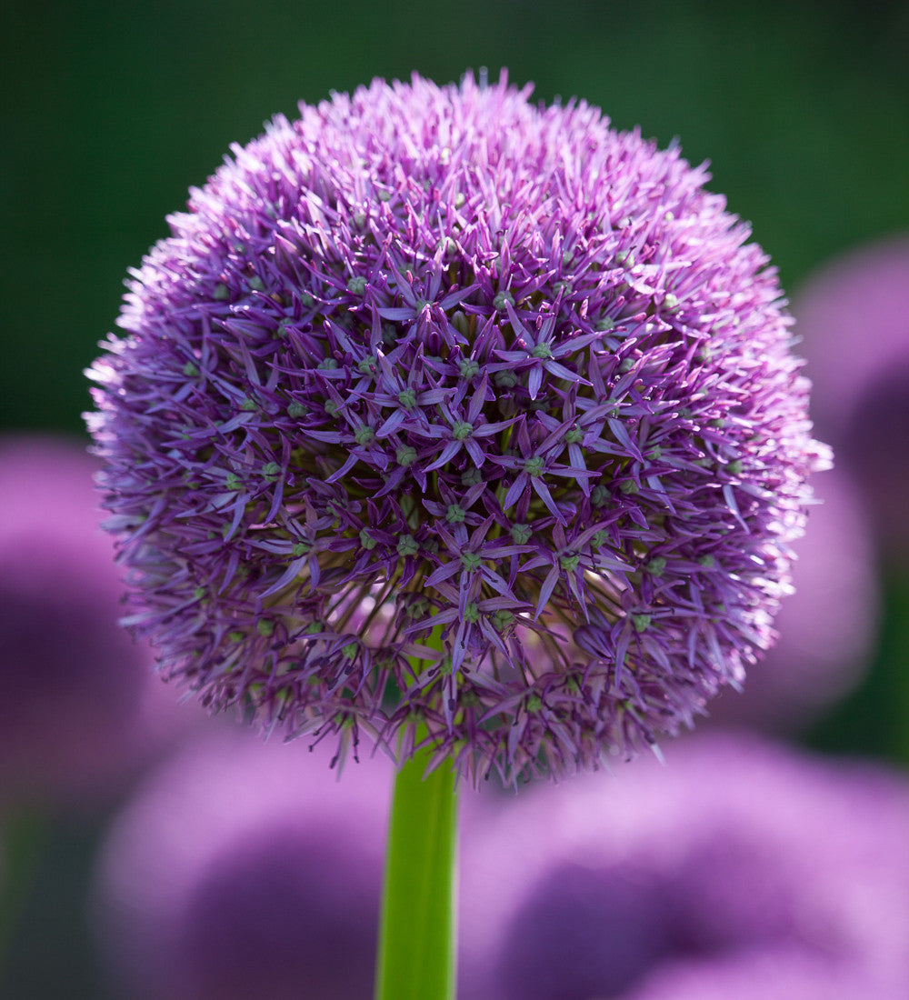 Allium 'Lucy Ball'
