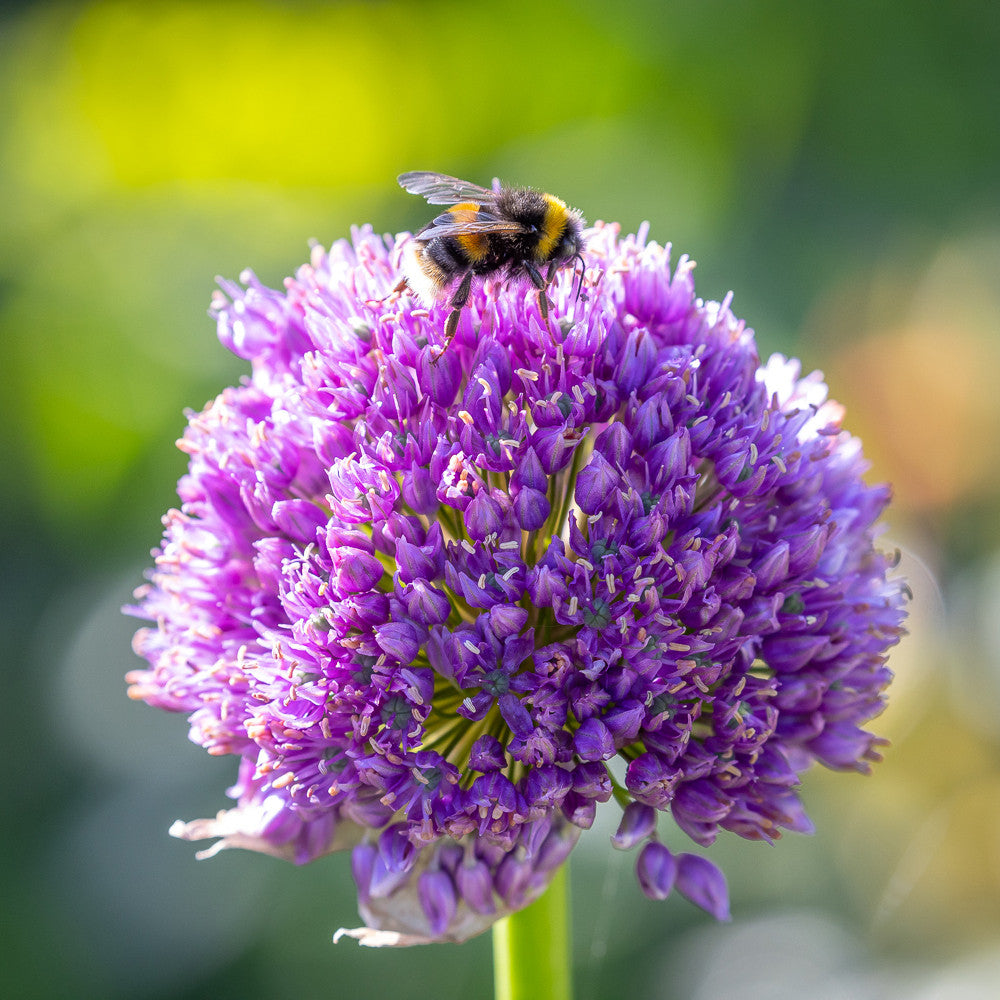 Allium 'Lucy Ball'
