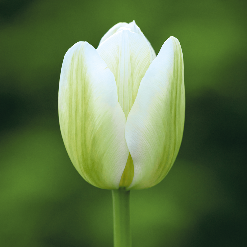 Bumper Border Bulb Mix