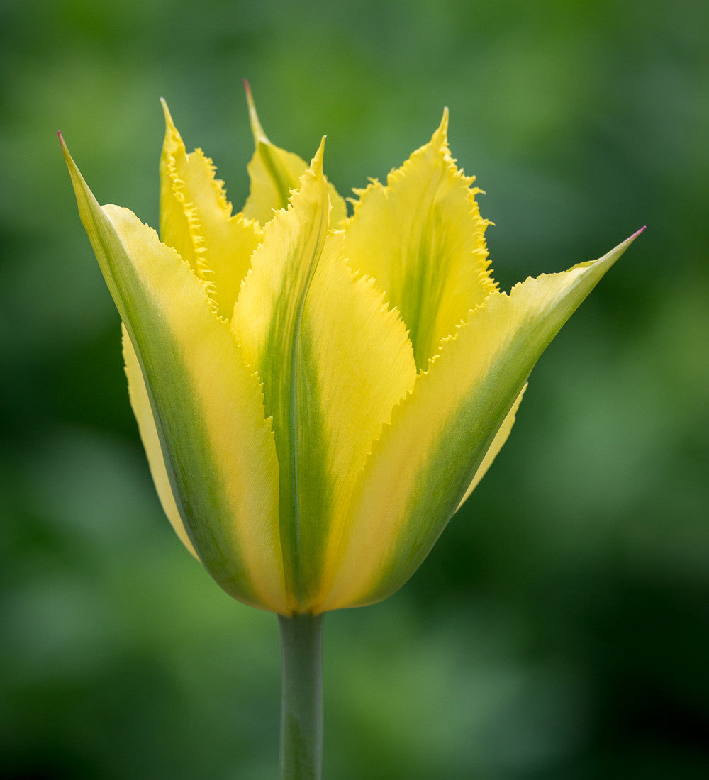 Bumper Border Bulb Mix