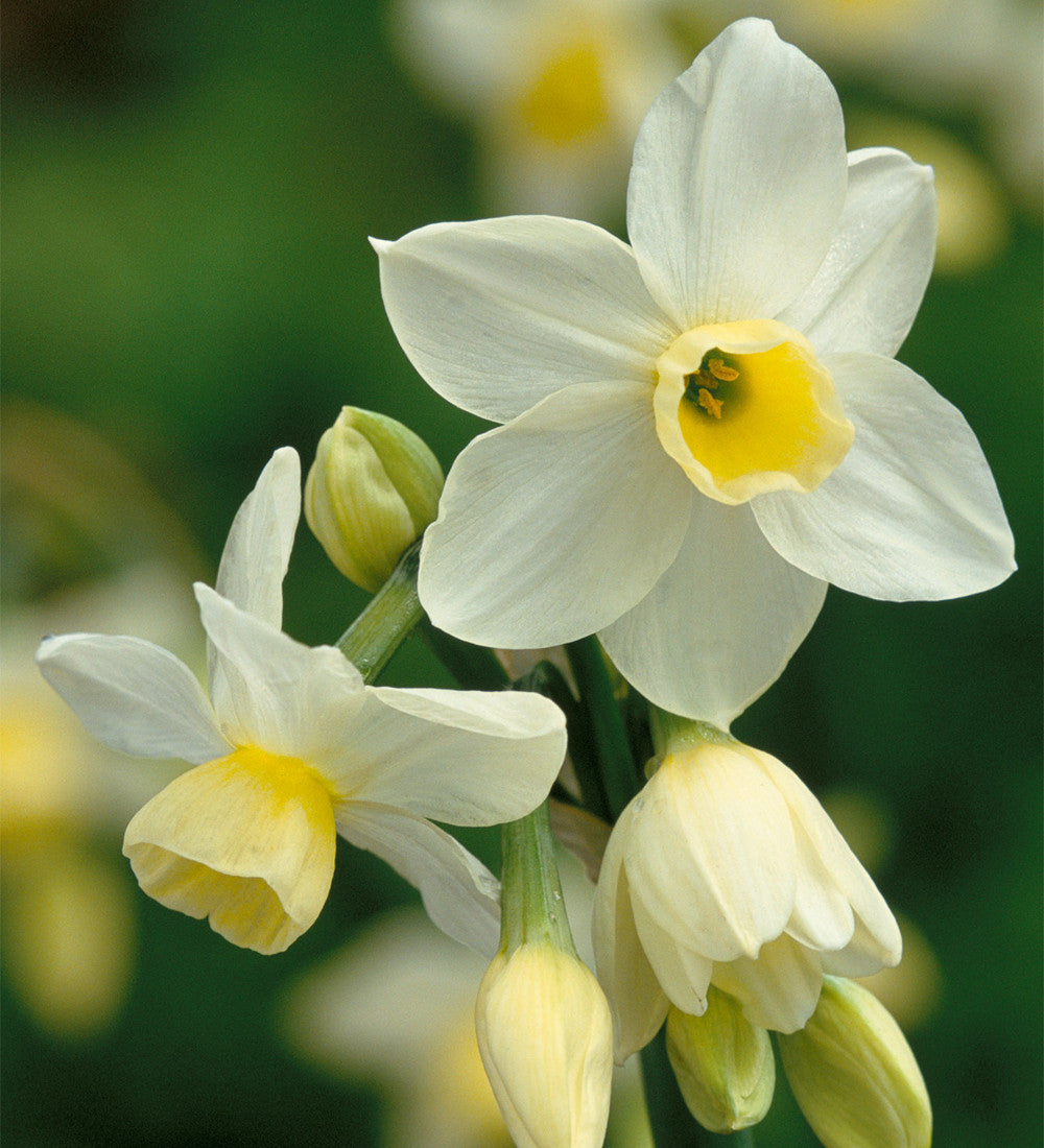 Bumper Border Bulb Mix