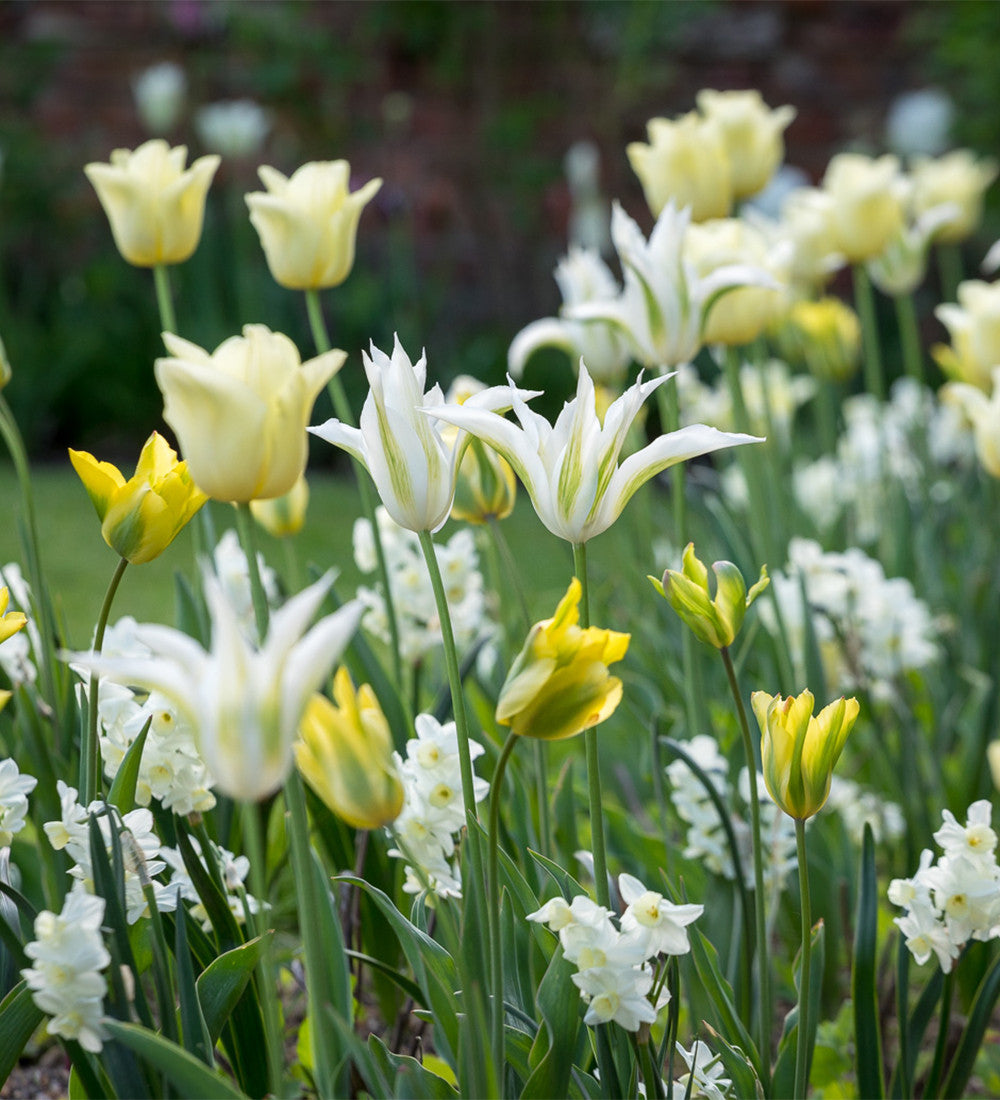Tulip 'Green Mile'