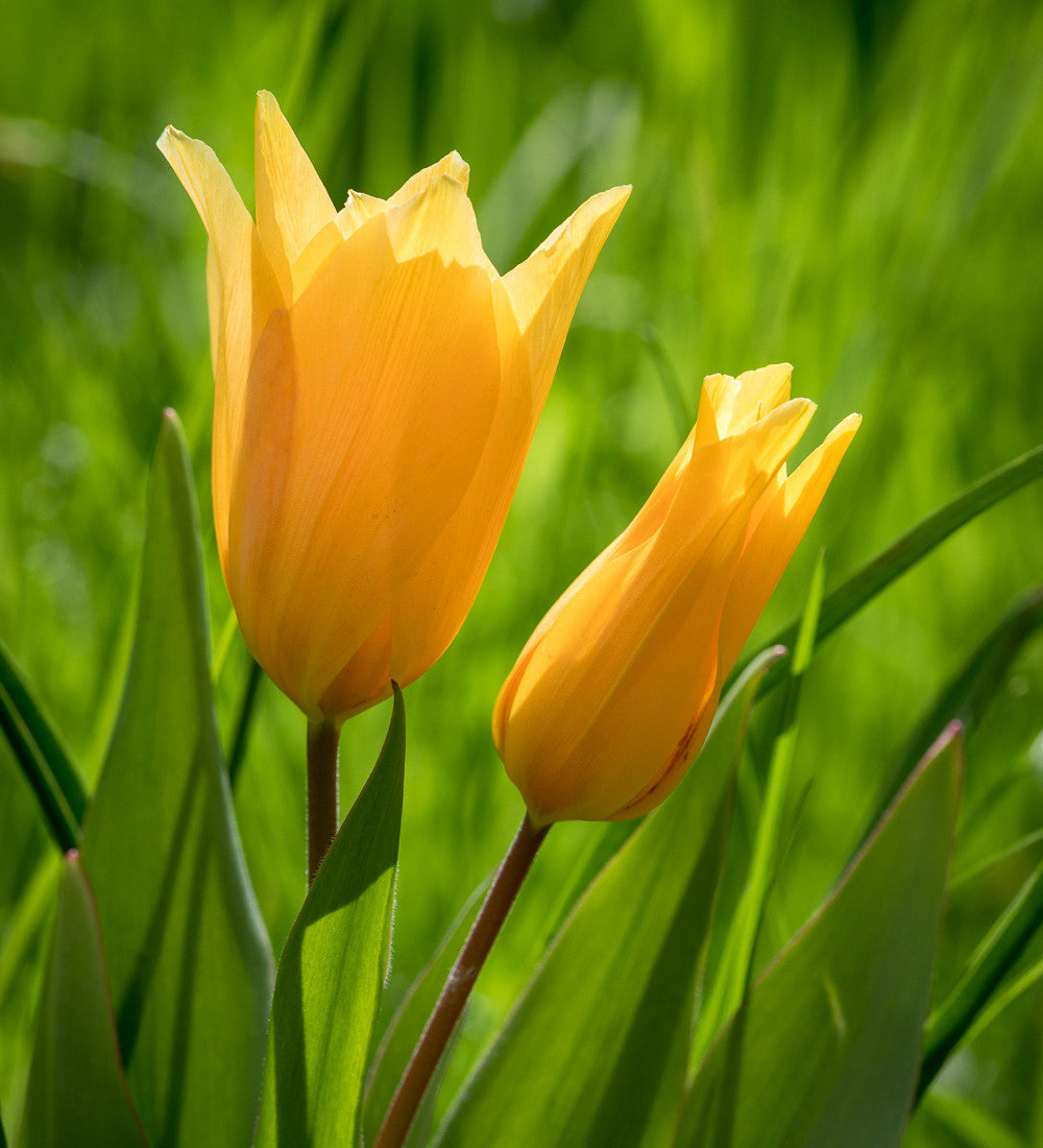 Tulip praestans 'Shogun'