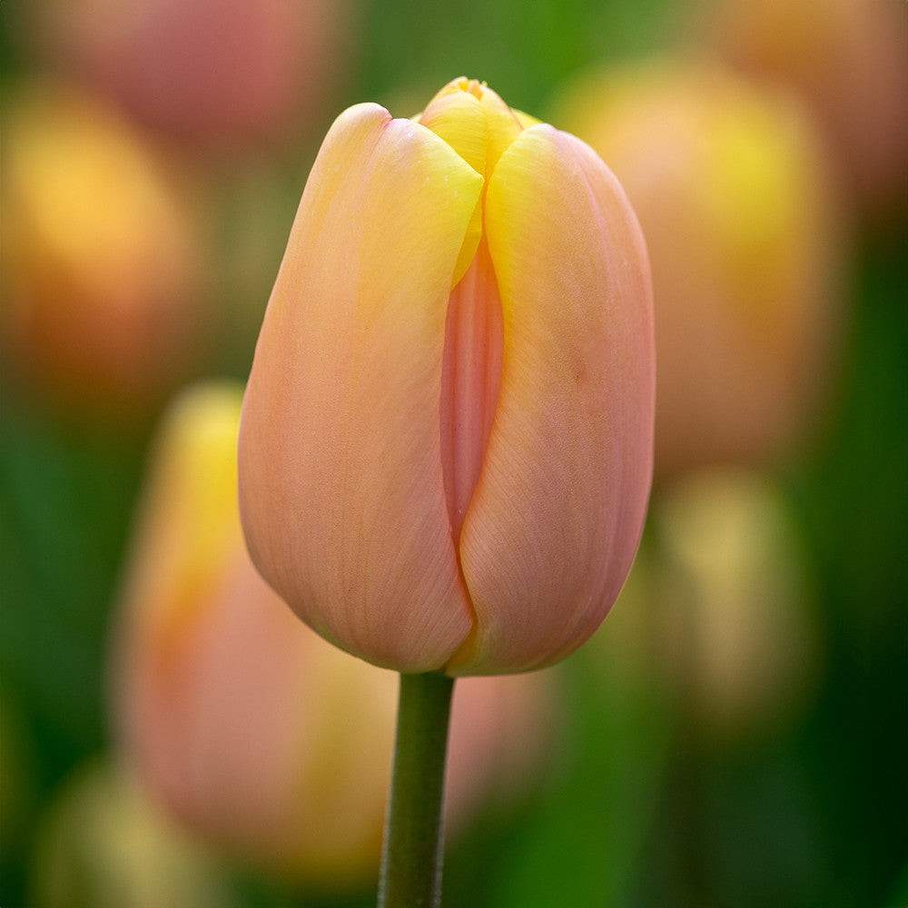 Tulip 'Mango Charm'
