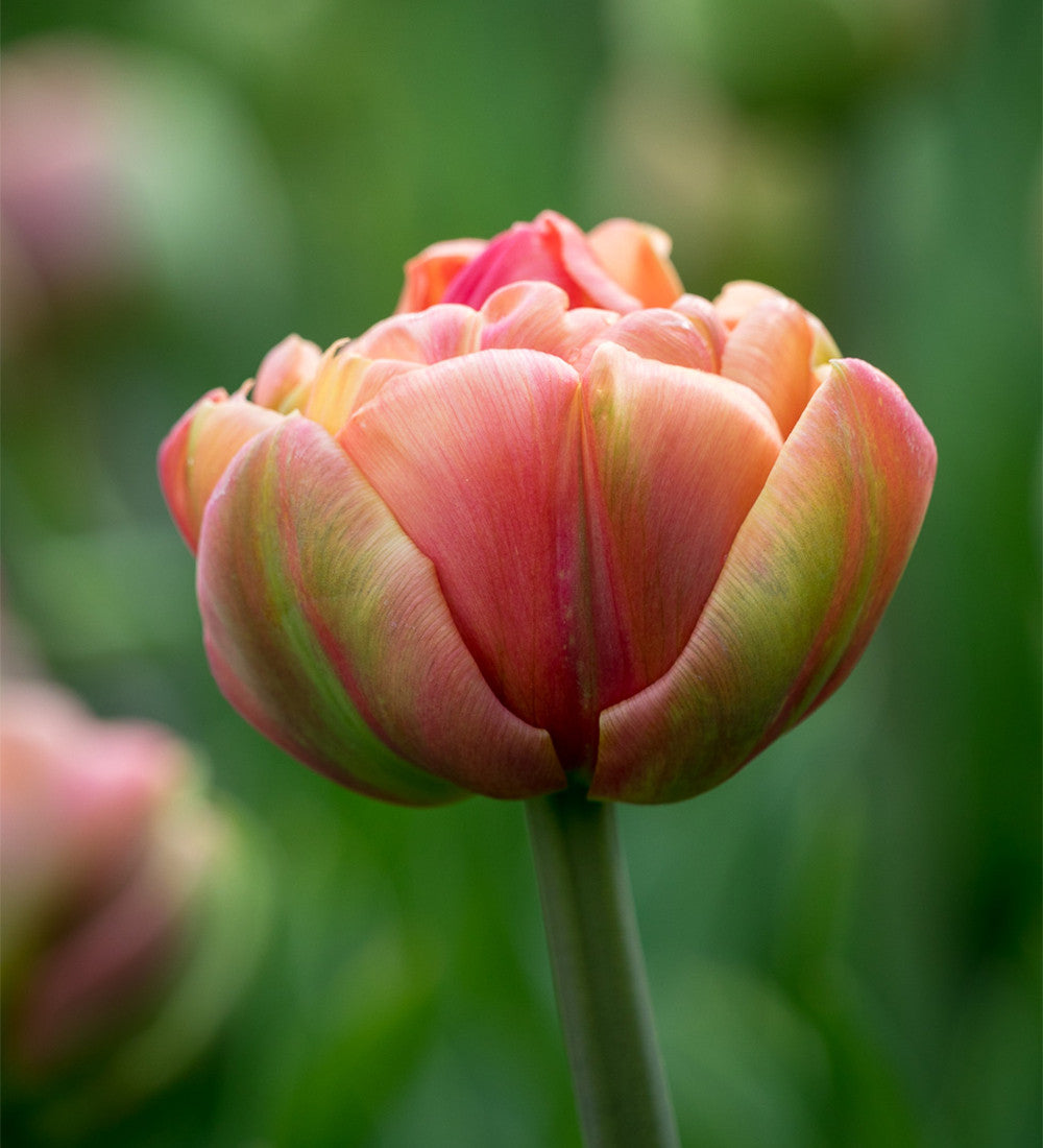 Tulip 'Copper Image'