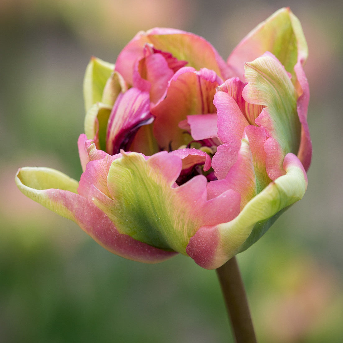 Tulip 'Double Groenland'
