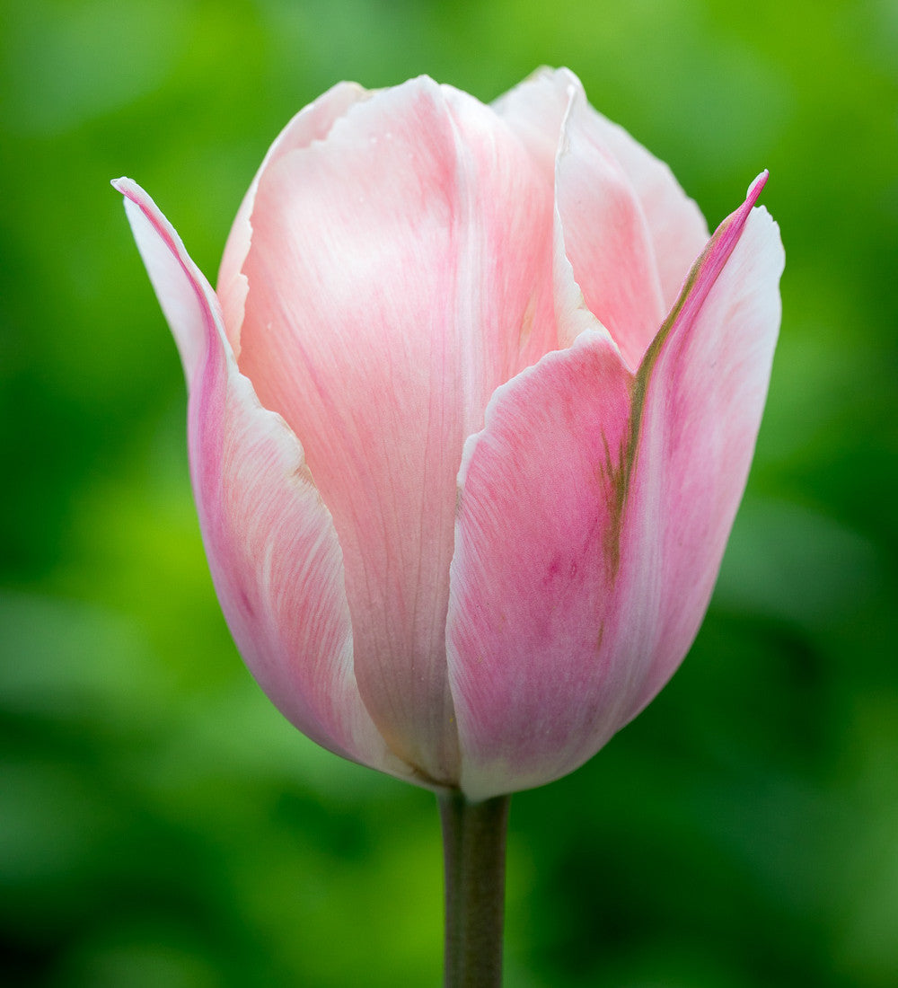 Tulip 'Salmon Van Eijk'