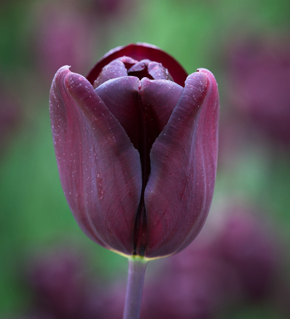 Pewter Tulip Collection