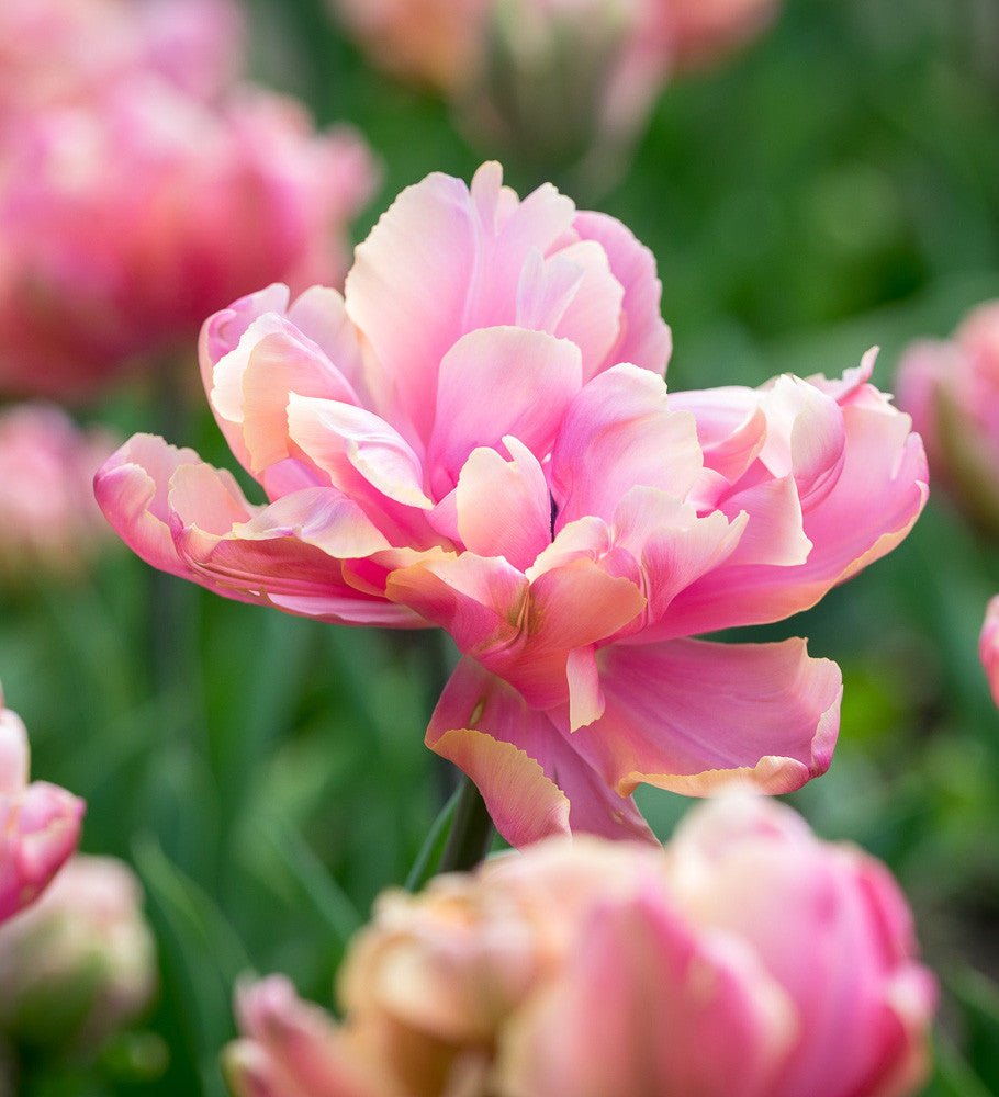 Tulip 'Pink Star'