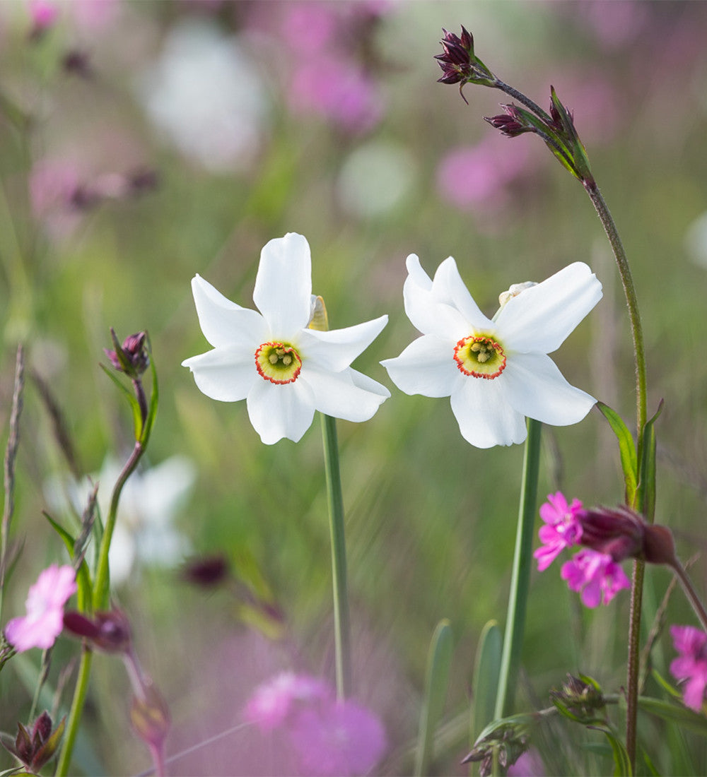 Narcissus for Naturalising Collection