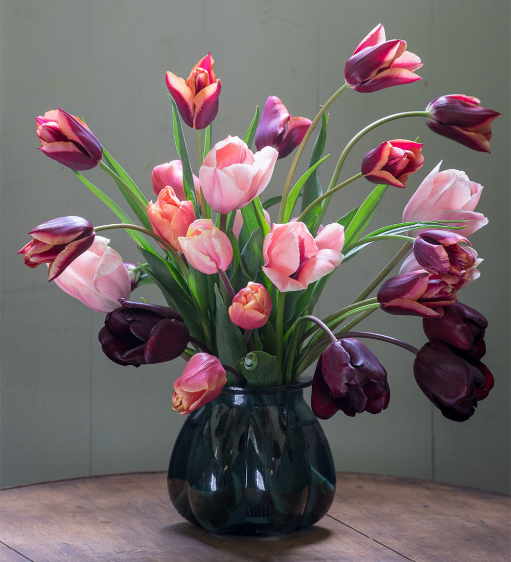 Tulip 'Salmon Jimmy'