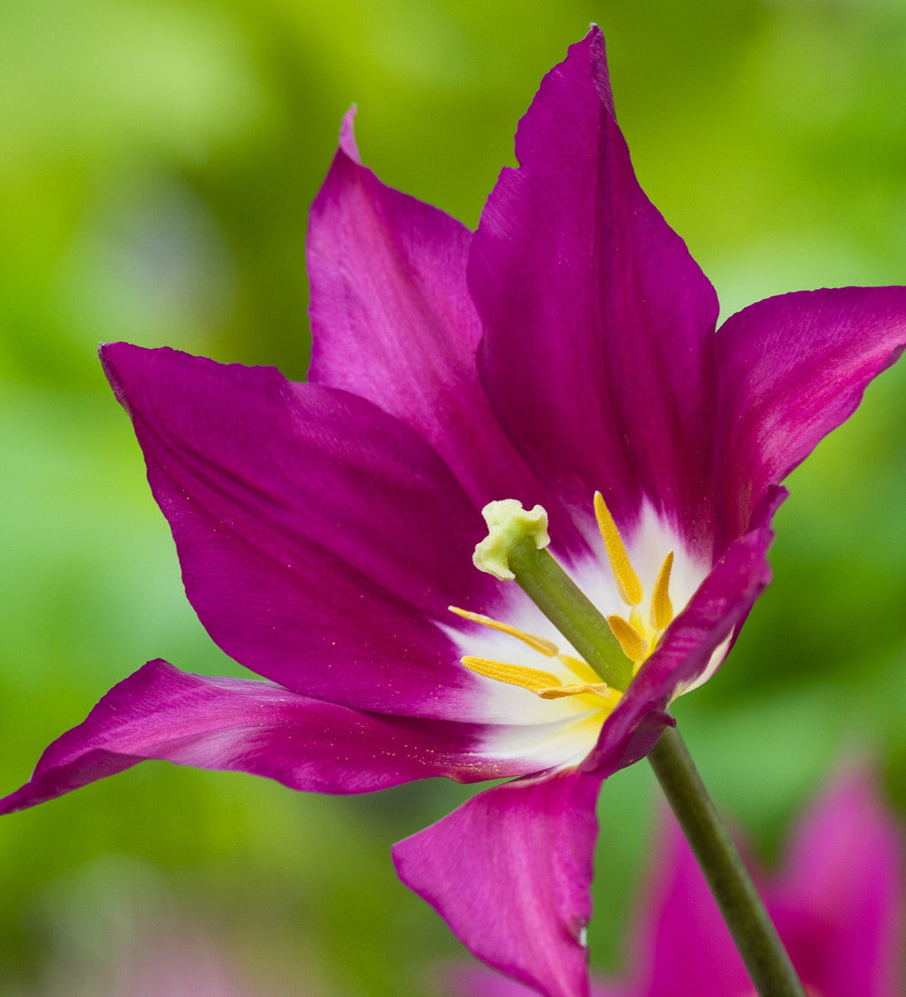 Tulip 'Purple Dream'