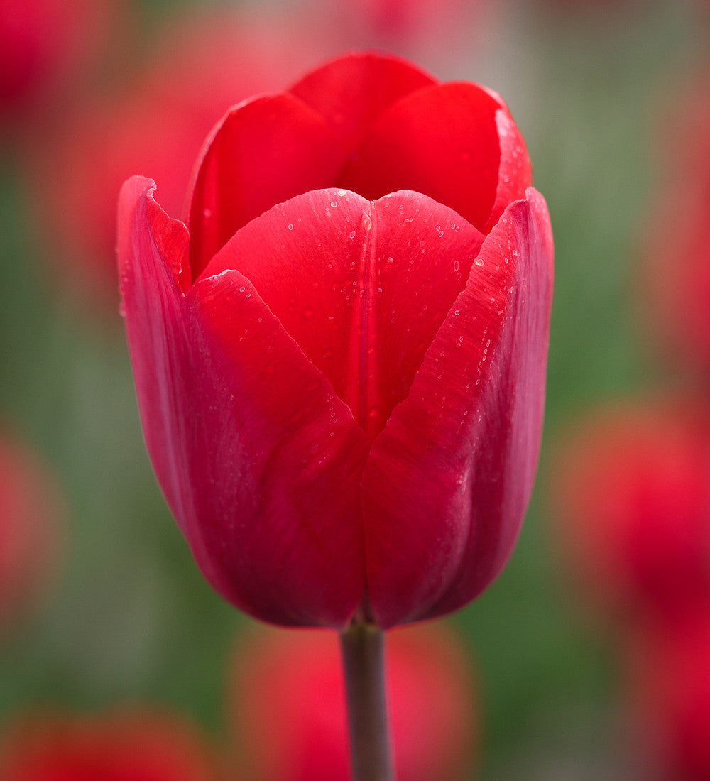 Dutch Yard Tulip Collection