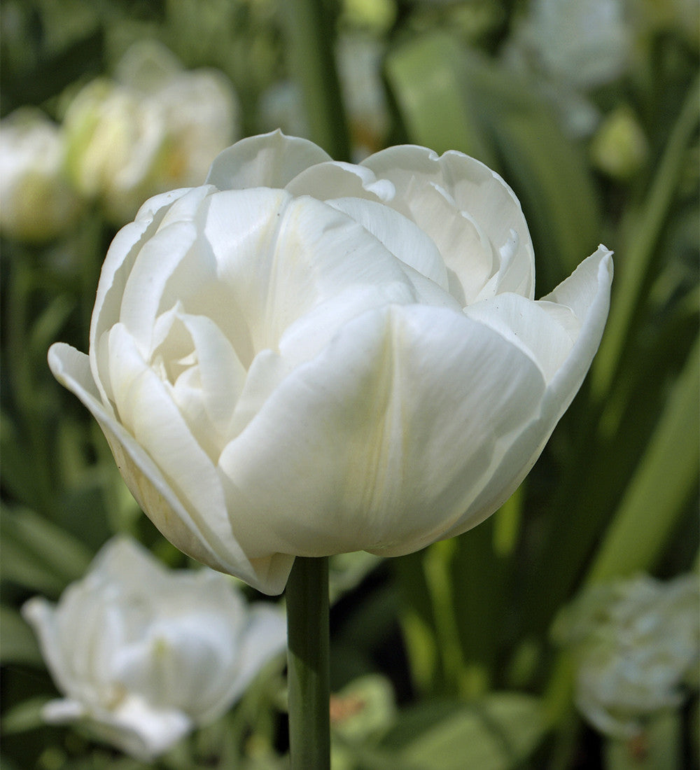 Tulip 'Mount Tacoma'