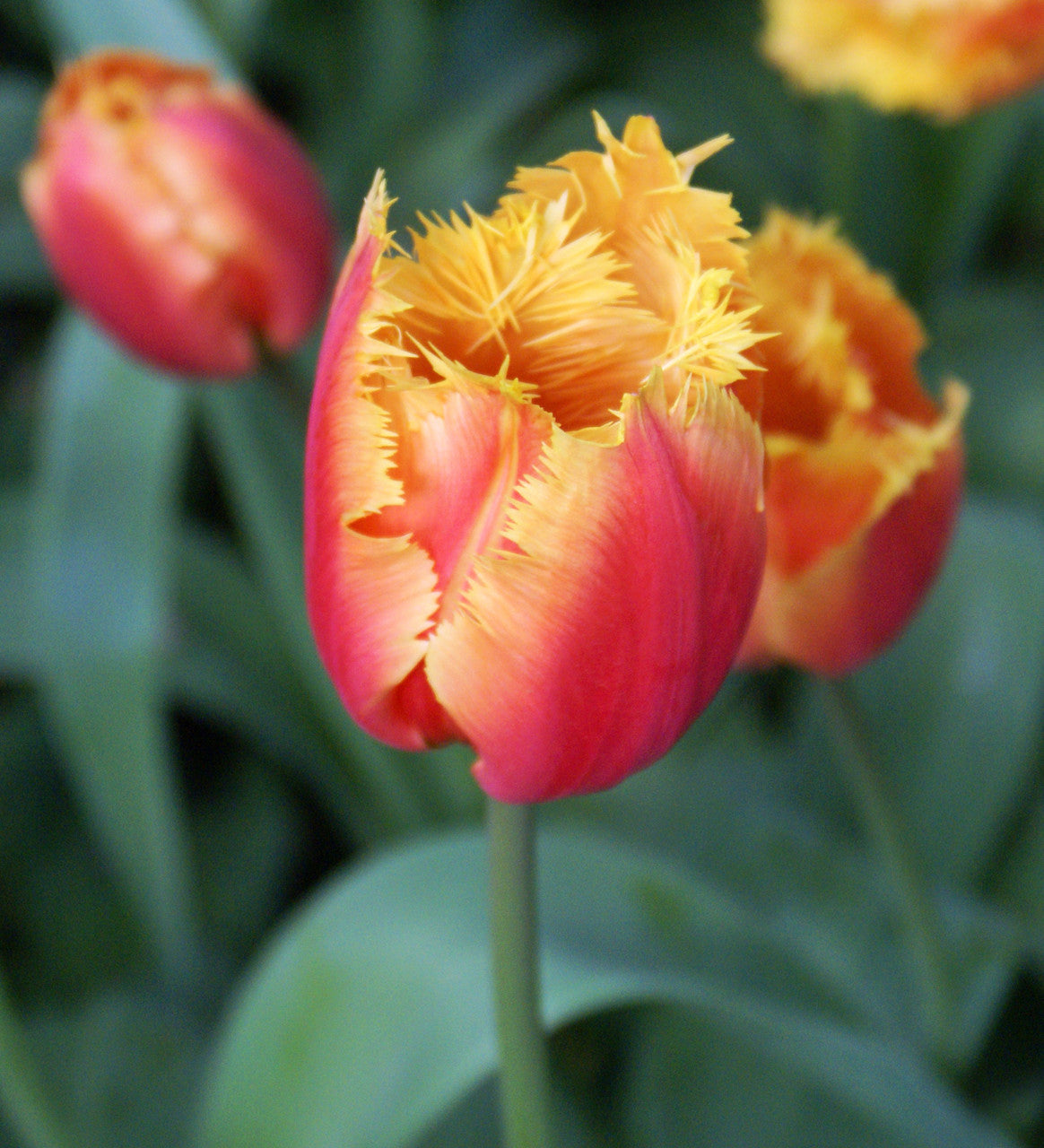 Tulip 'Lambada'