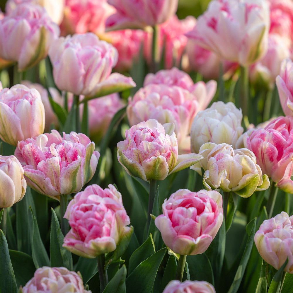Buy Tulip 'Foxtrot' Bulbs | Sarah Raven