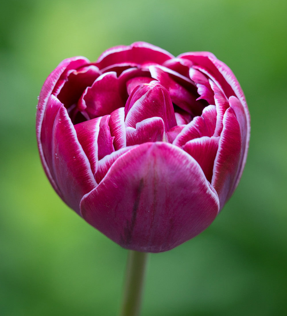 Tulip 'Dream Touch'