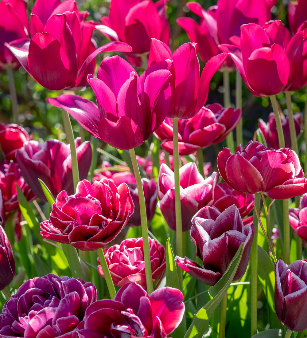 Tulip 'Dream Touch'