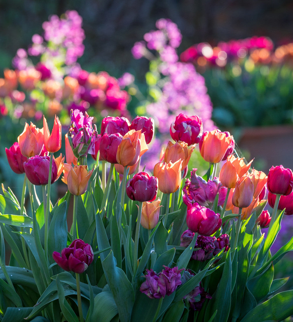 Boiled Sweet Tulip Collection | Tulip Mixes | Sarah Raven