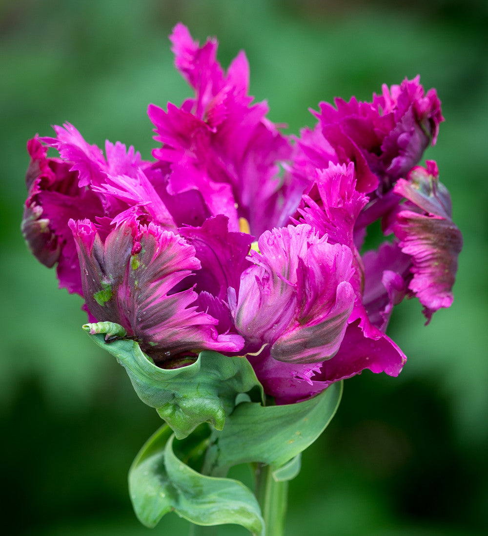 Tulip 'Negrita Parrot'