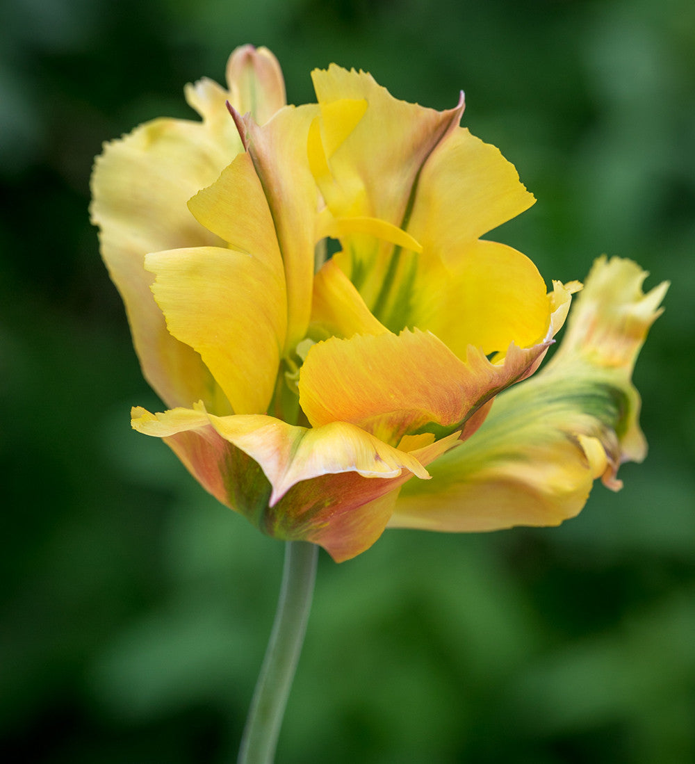 Tulip 'Golden Artist'