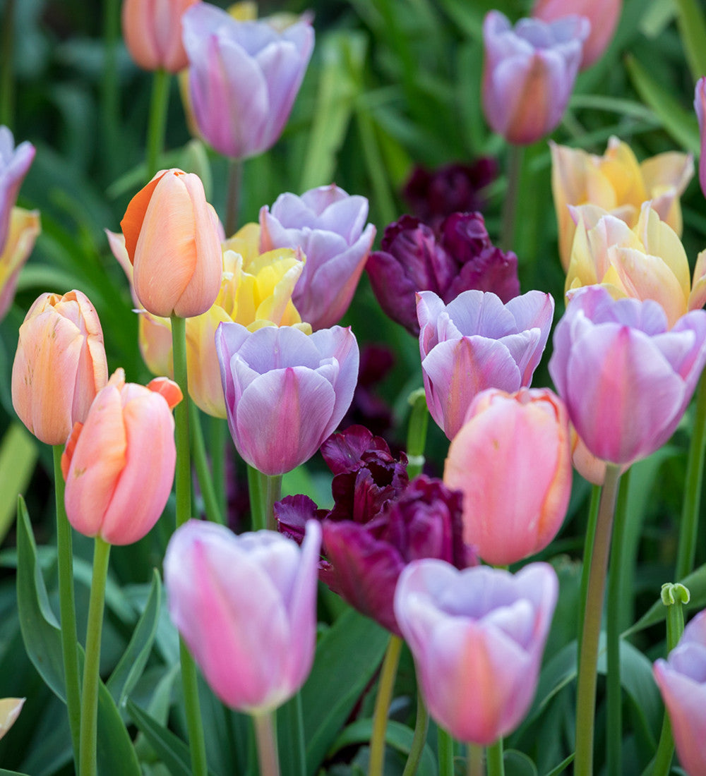 Fruit Salad Tulip Mix