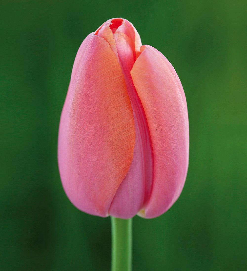 Fruit Salad Tulip Mix