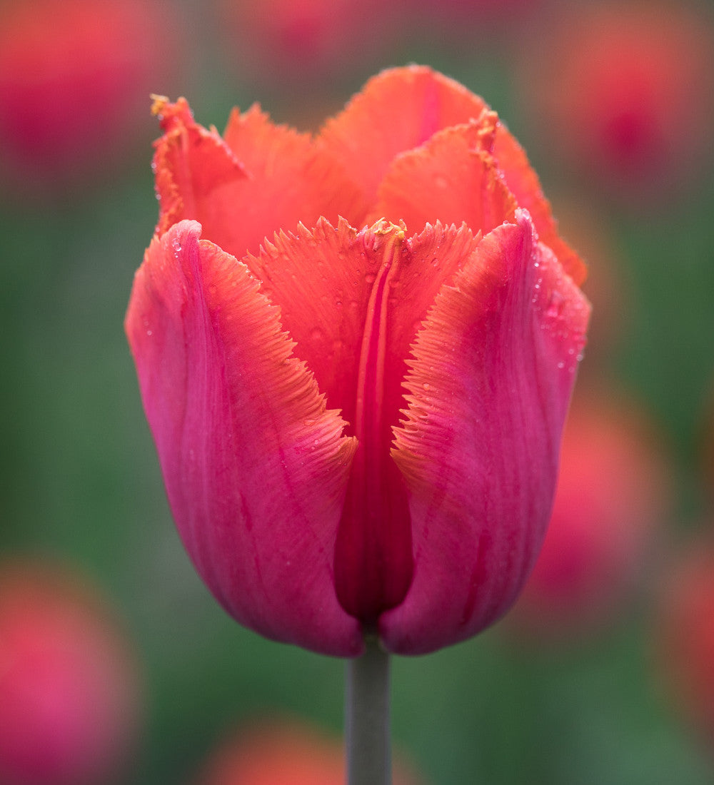 Tulips 'Attila Graffiti' and 'Louvre Orange' Mix