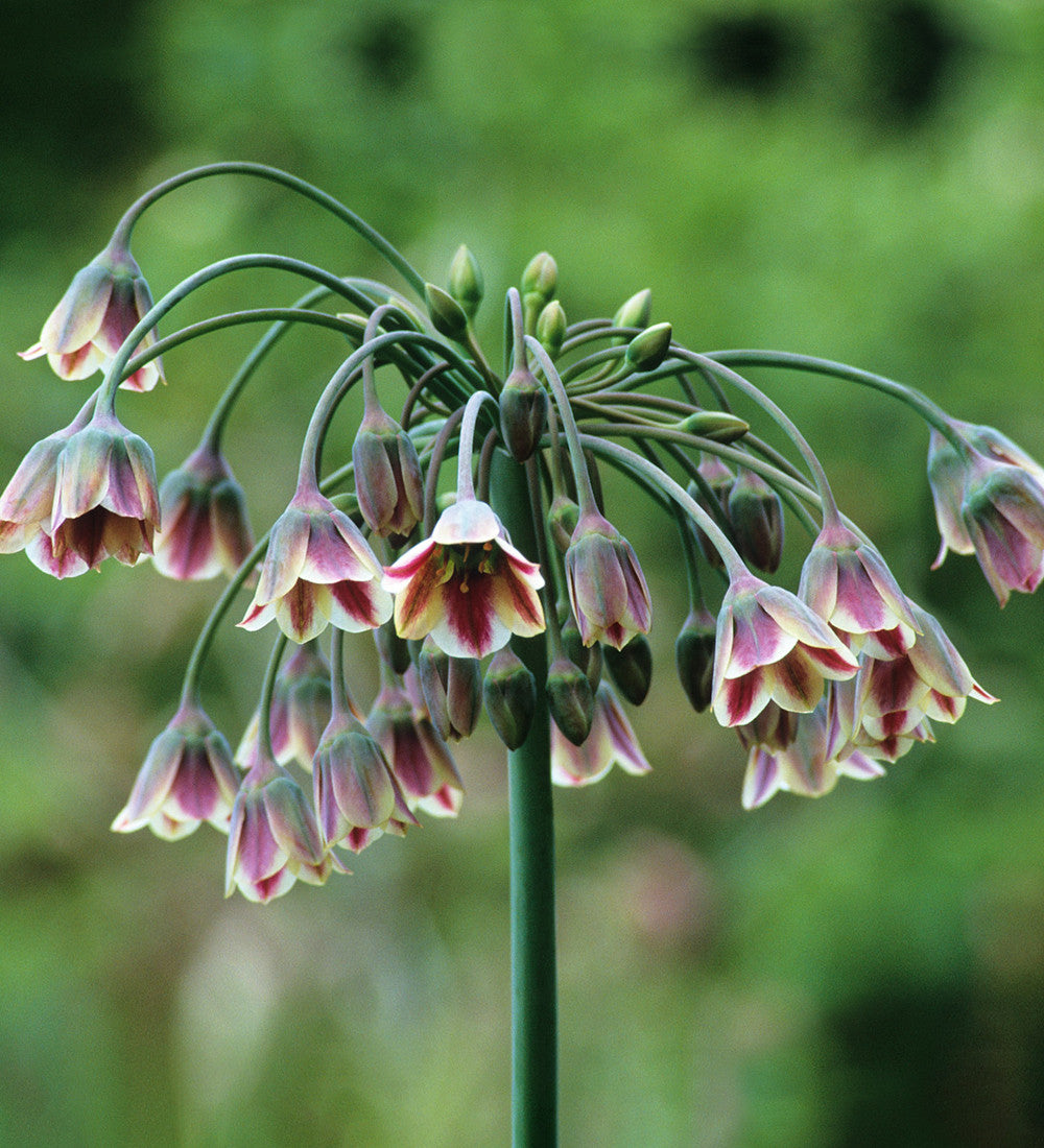 Allium siculum (syn. Nectaroscordum)