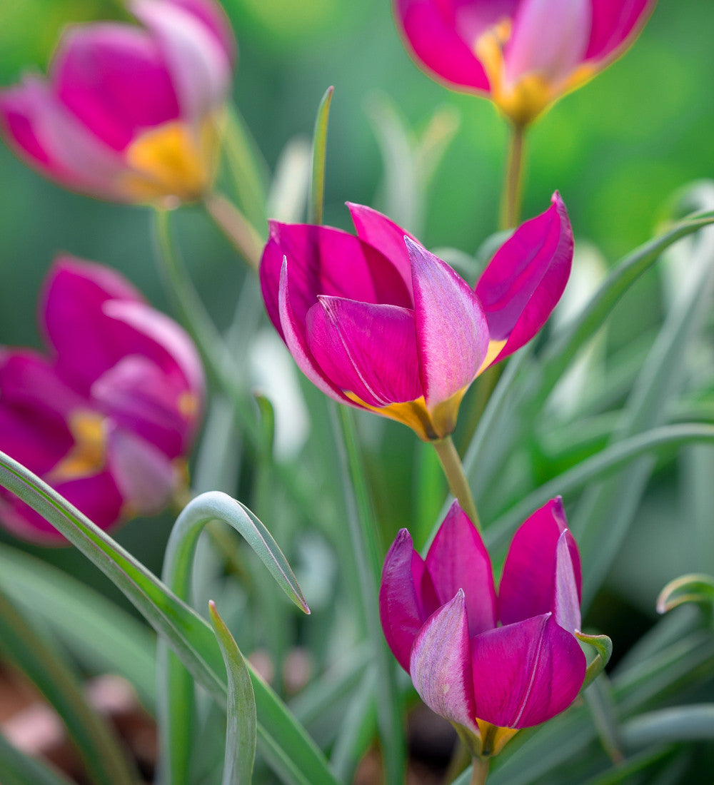 Tulip humilis 'Persian Pearl'