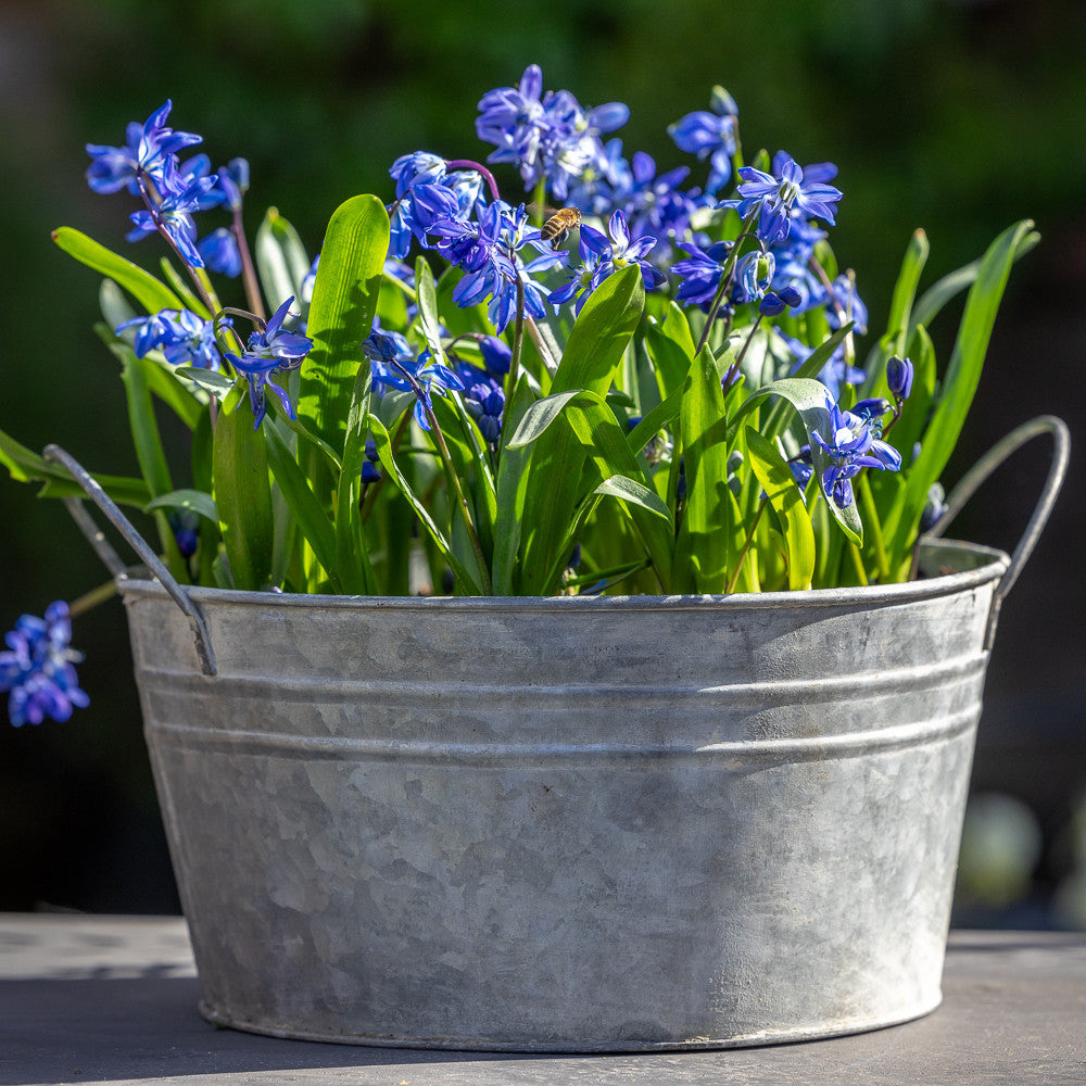 Scilla siberica