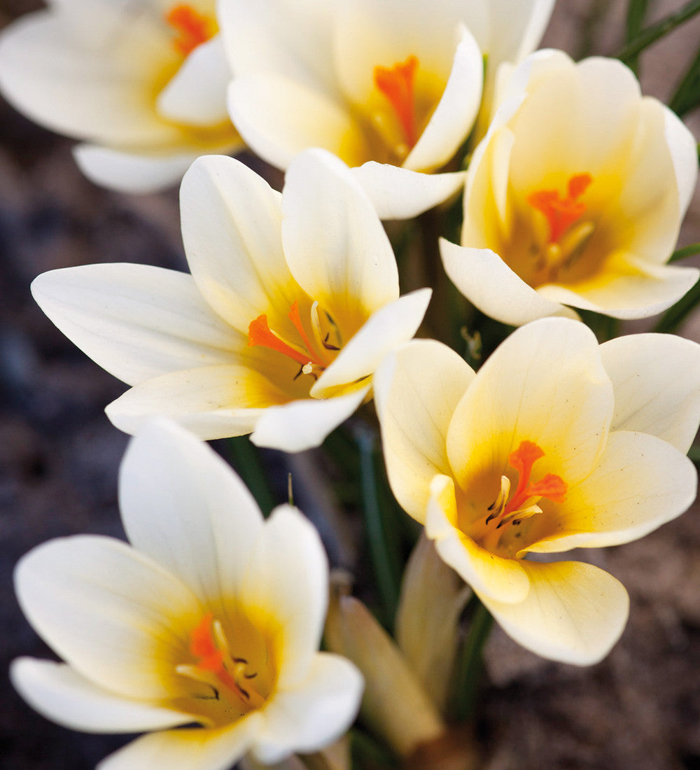The Carien Crocus Collection