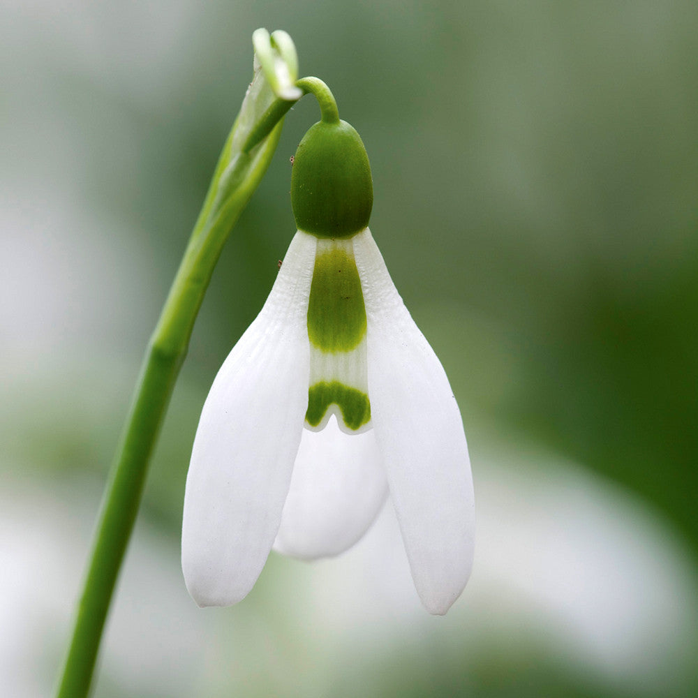 Galanthus elwesii (Greater Snowdrop)