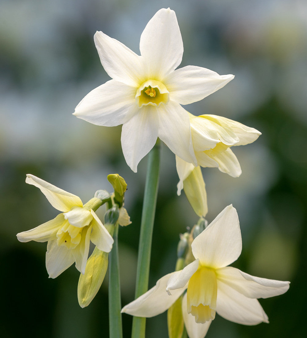 Narcissus 'Toto'