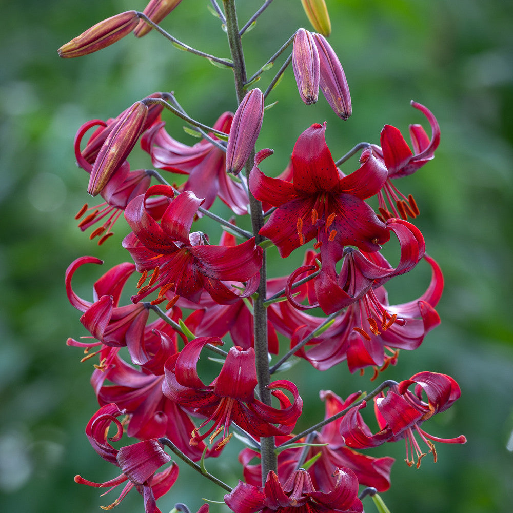 Lilium 'Claude Shride' (Martagon)