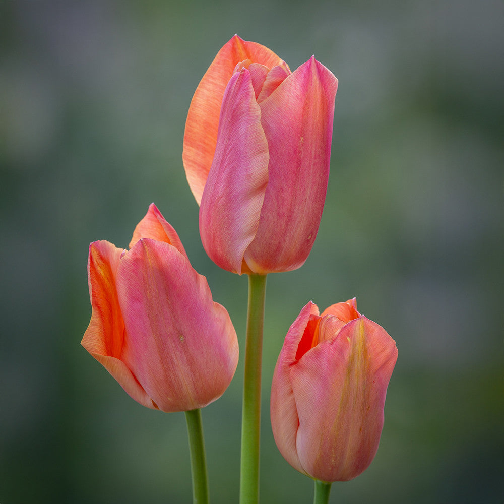 Buy Tulip 'Stunning Apricot' Bulbs | Single Late Tulips | Sarah Raven