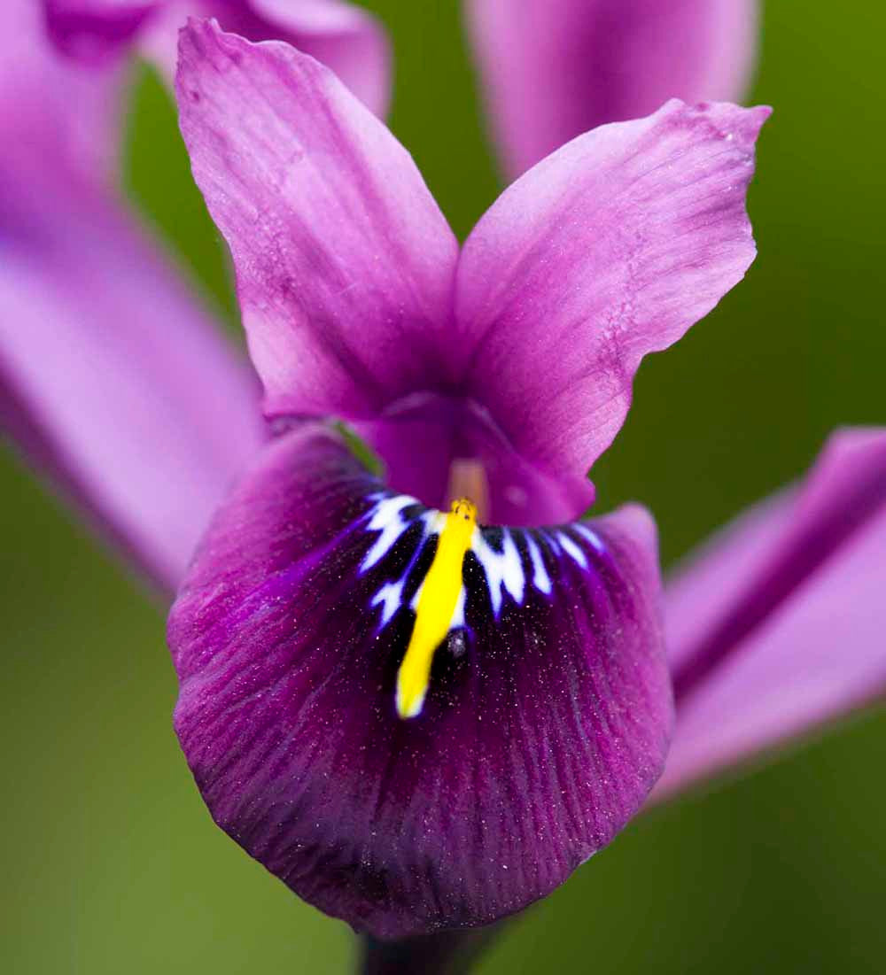 Iris 'Purple Hill' (Reticulata)