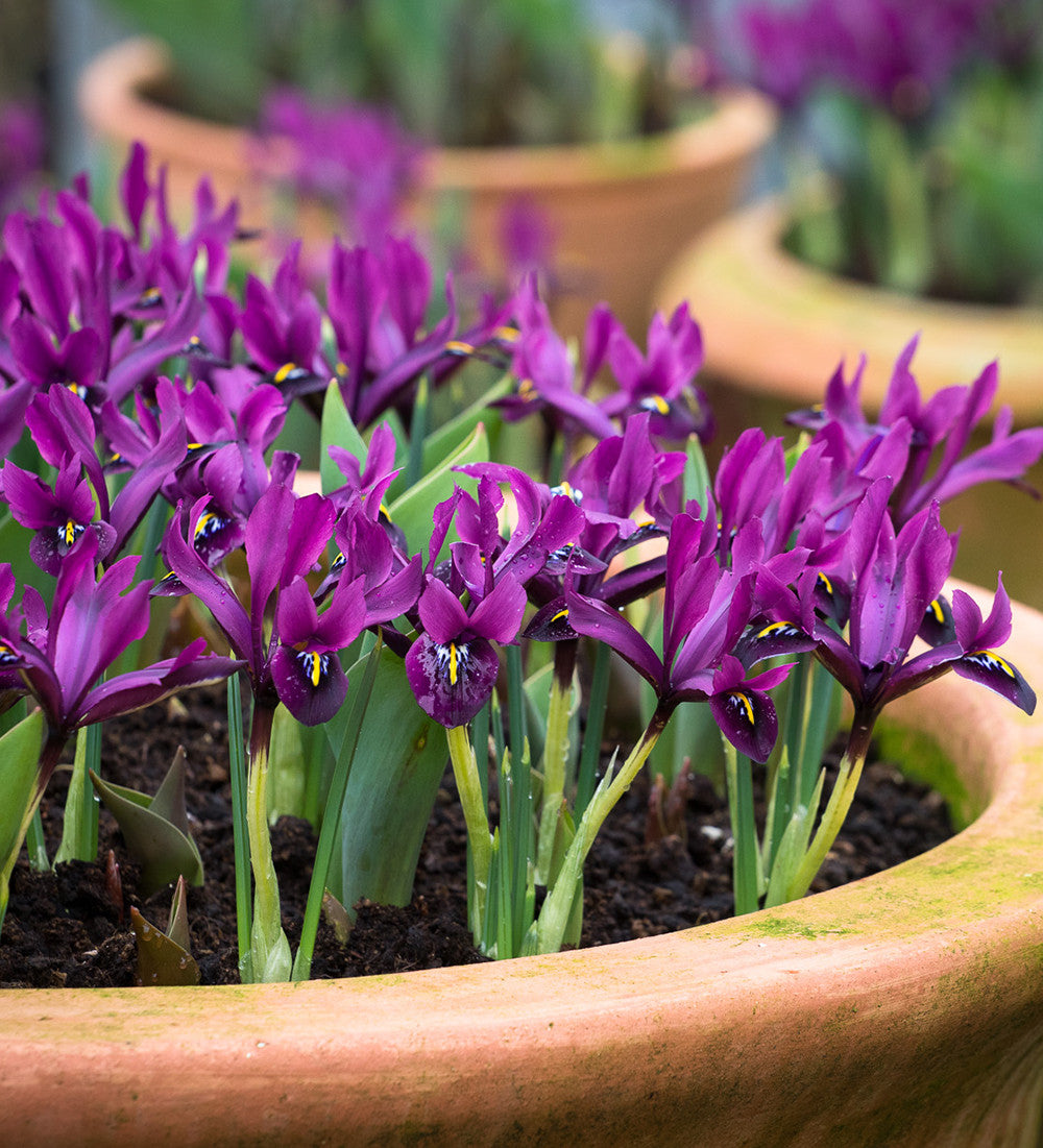 Iris 'Purple Hill' (Reticulata)